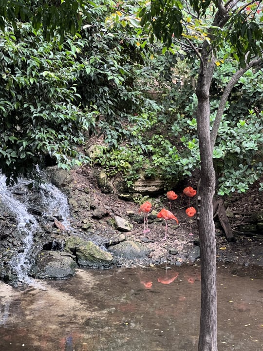 Gartenanlage Iberostar Waves Tucan