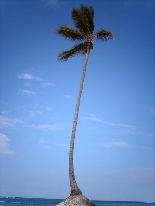 Palme Version Nr. 2 JOIA Bávaro by Iberostar