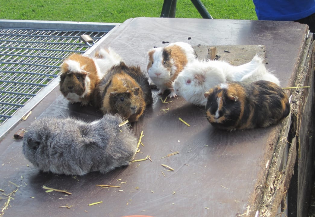 Sport & Freizeit Ferienbauernhof Liesenberg mit Meerblick