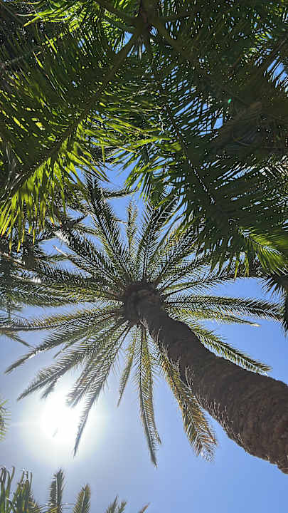 Gartenanlage Hotel Riu Palace Oasis