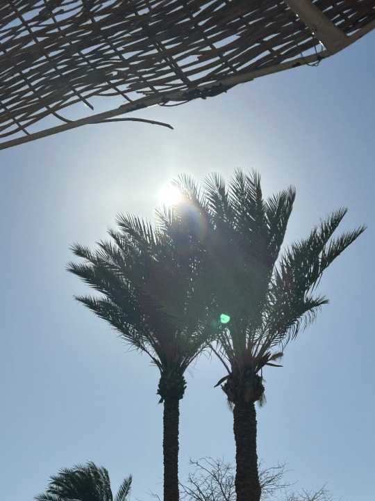 Ausblick Desert Rose