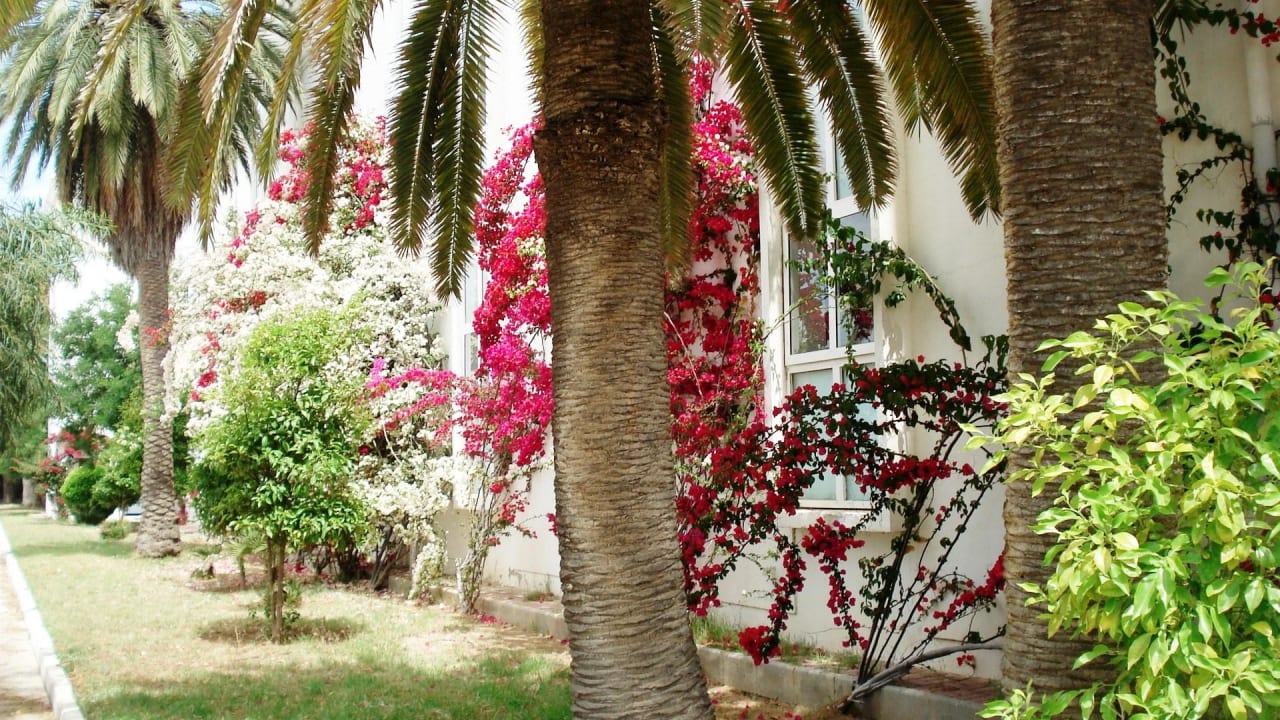 Rose et fleurs Ruspina Beach Resort