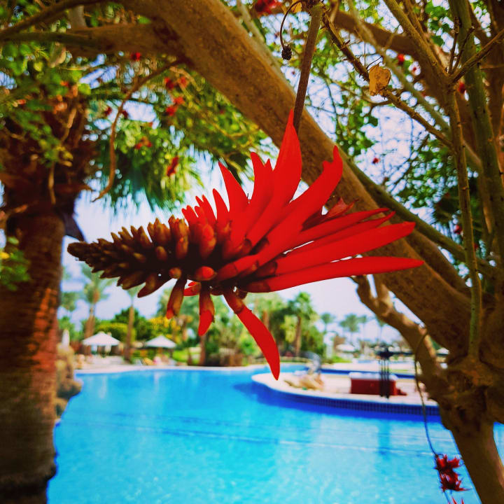 Pool Steigenberger ALDAU Beach Hotel