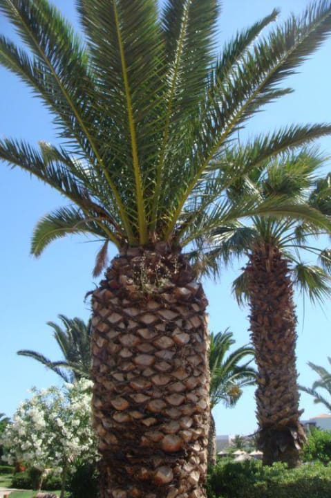 Wyrosniety ananas Anissa Beach & Village