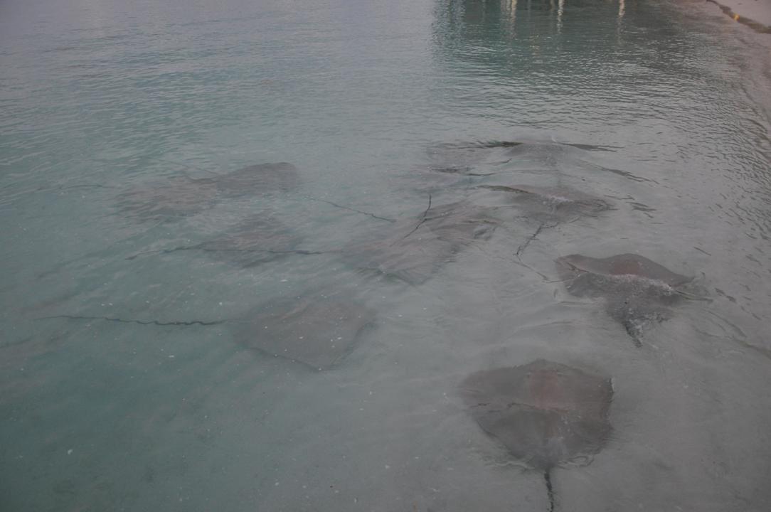 Kuramathi Kuramathi Maldives