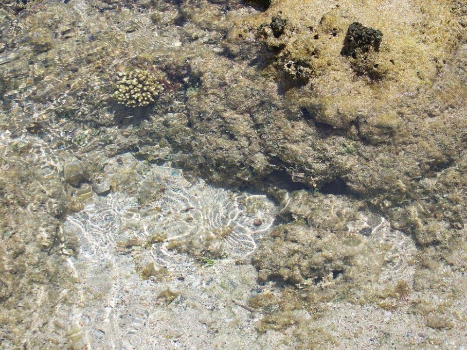 Kleine Fische Coral Sun Beach