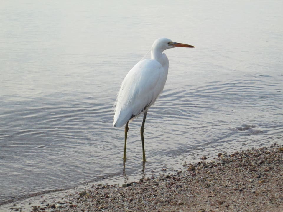 Местный житель Marlin Inn Azur Resort