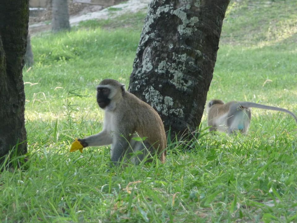 Mitbewohner PrideInn Flamingo Beach Resort & Spa