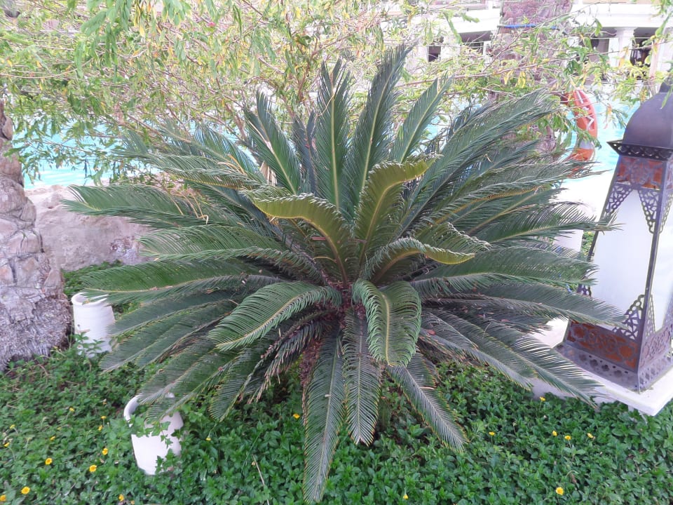 Schöne gepflegte Gartenanlage  Makadi Spa - Adults only