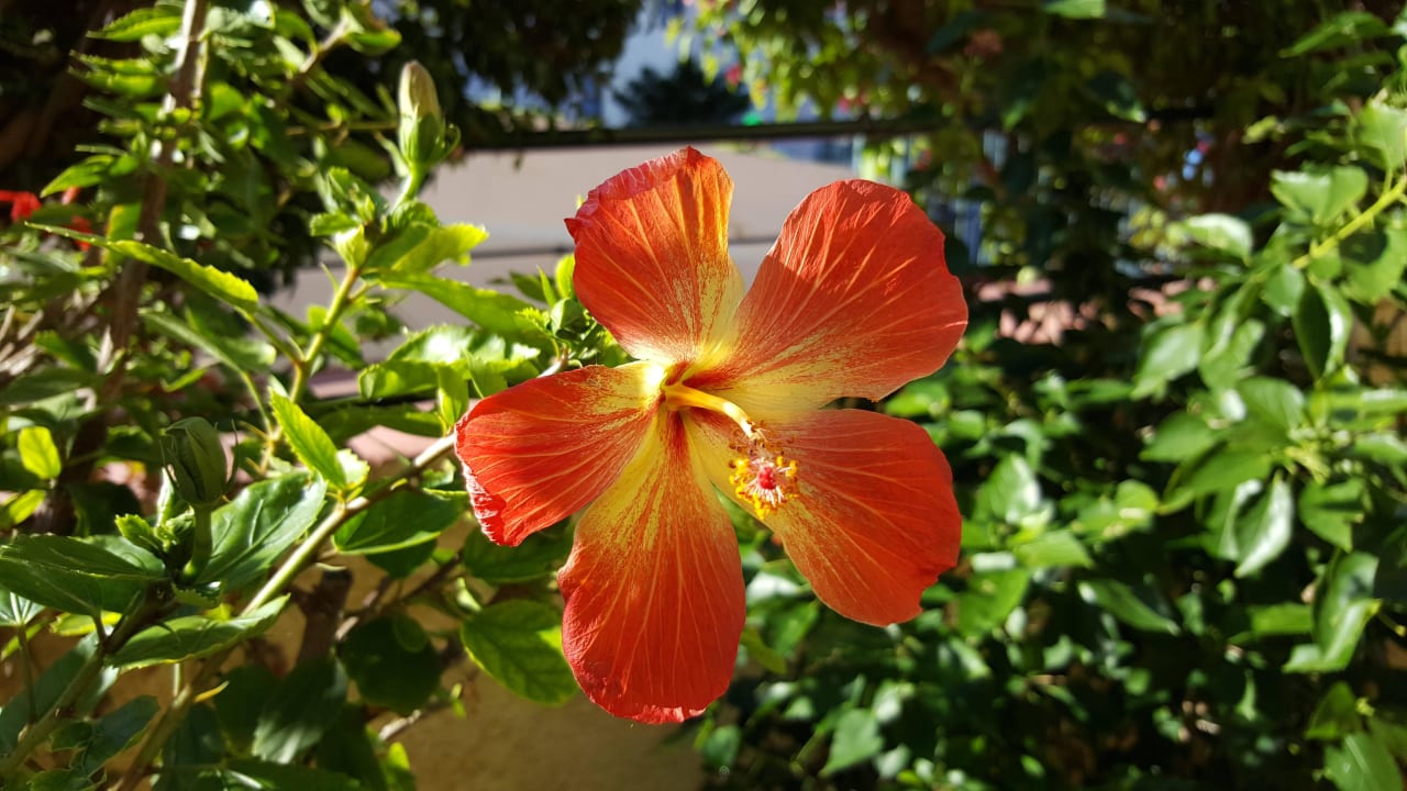 Überall blühende Pflanzen Solivia Hotel