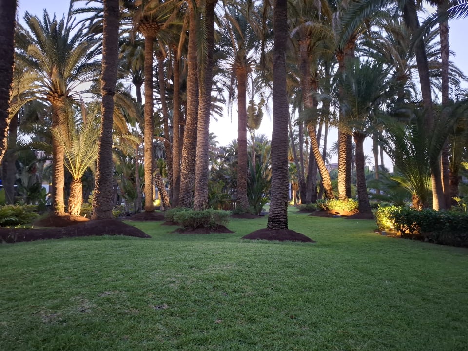 Gartenanlage Hotel Riu Palace Oasis