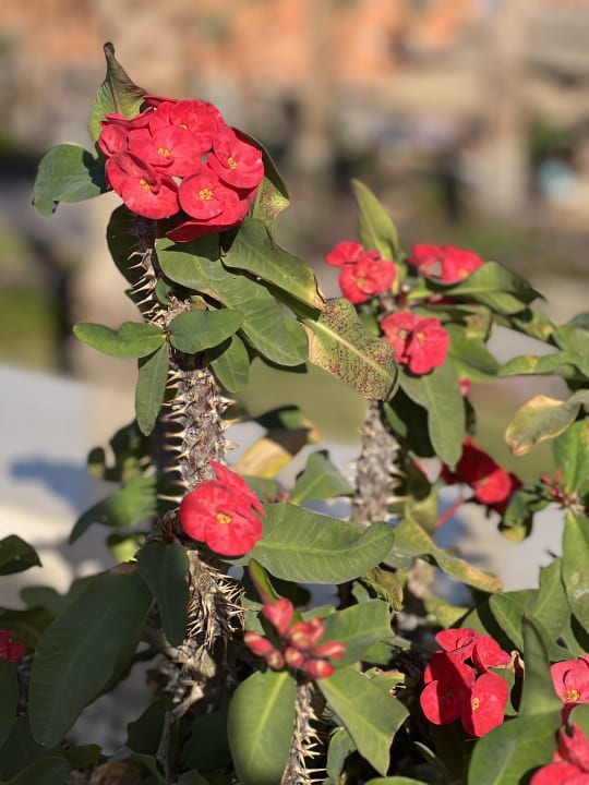 Gartenanlage Jaz Makadi Oasis Resort