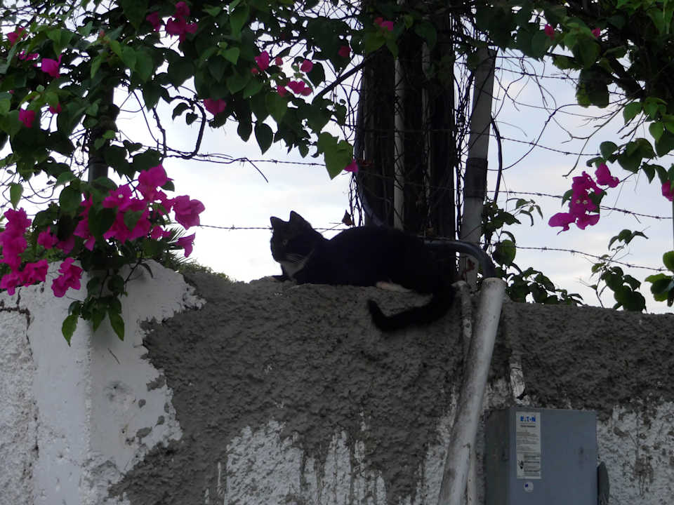 Auch die Katze ist relaxt Grand Muthu Club Caribbean Runaway Bay