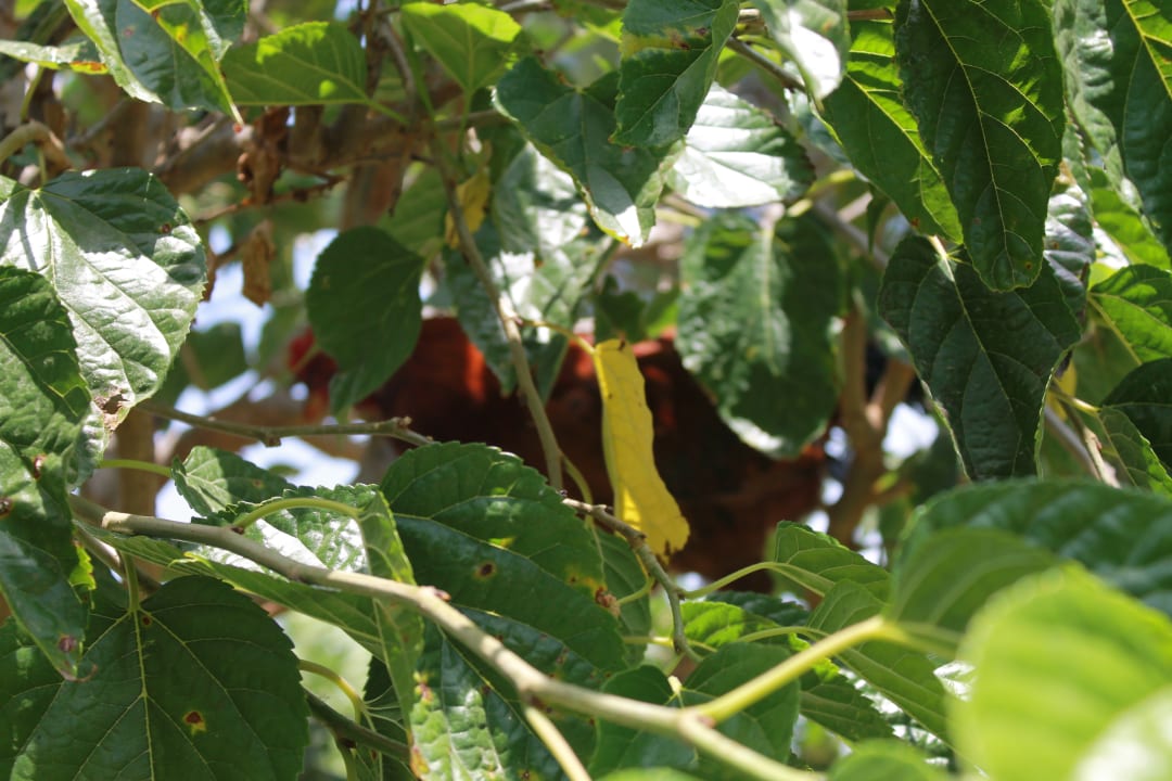 Gartenanlage VONRESORT Golden Beach