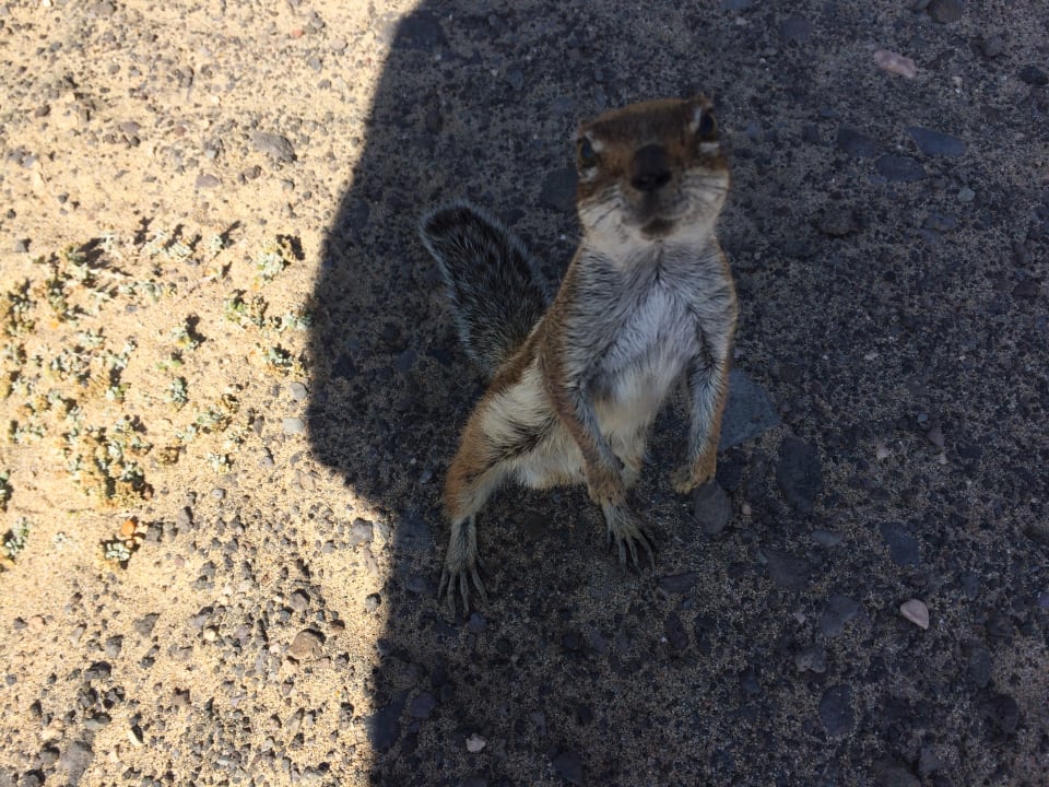 Sonstiges Marina Playa Suite Hotel