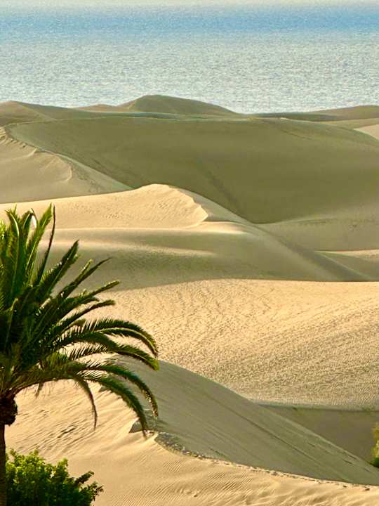 Zimmer Hotel Riu Palace Maspalomas Adults Only