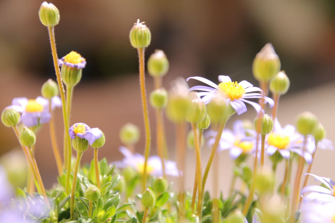 Gartenanlage Garni Brunnenhof