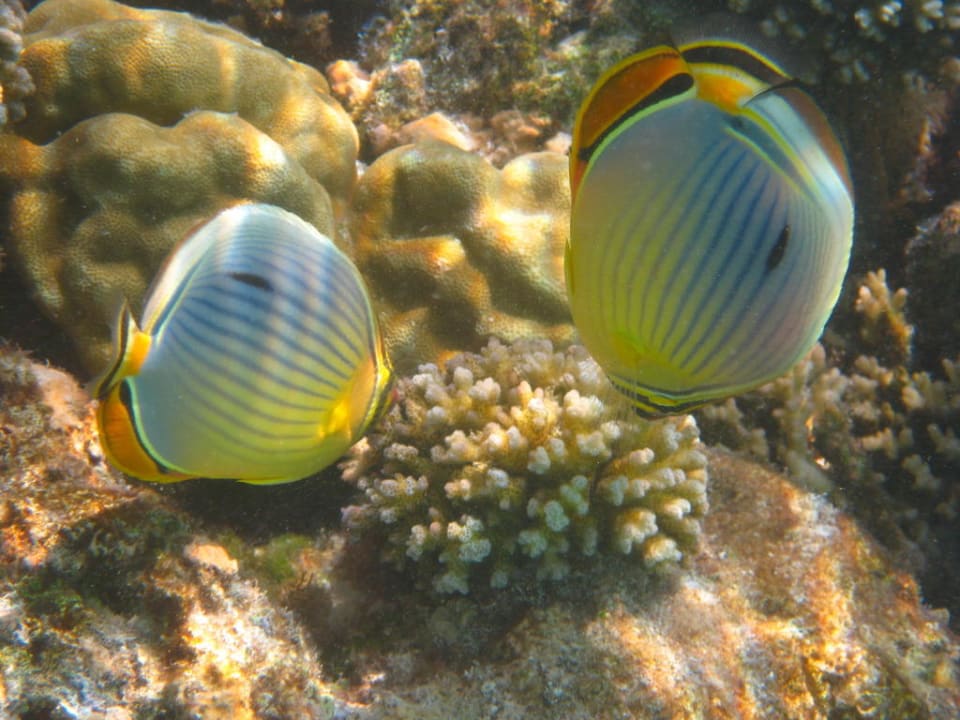 Fische Summer Island Maldives