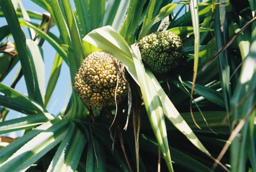 Blick nach oben Adaaran Select Meedhupparu Island Resort - Premium All Inclusive