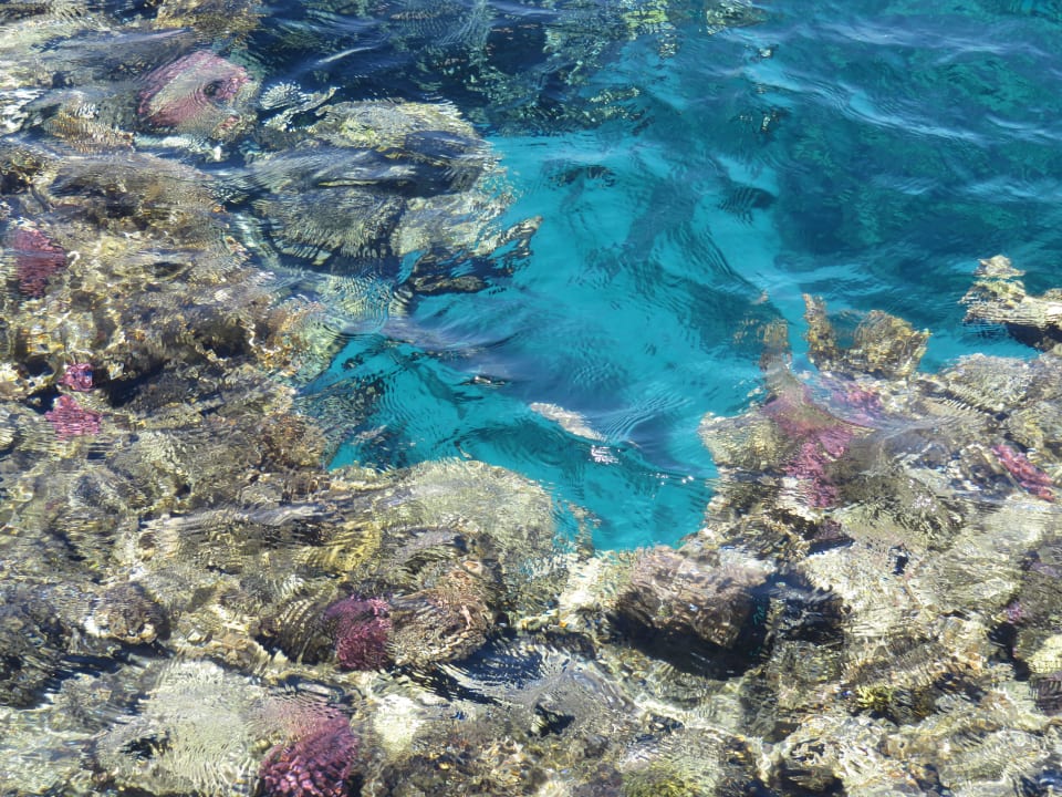 Vom Steg Blick aufs Korallendach Steigenberger Coraya Beach - Adults only