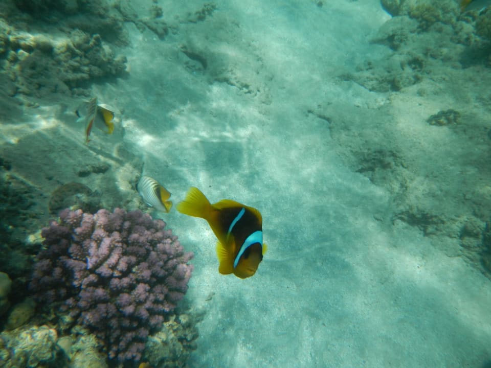 Życie na rafie :) Titanic Beach Spa & Aqua Park