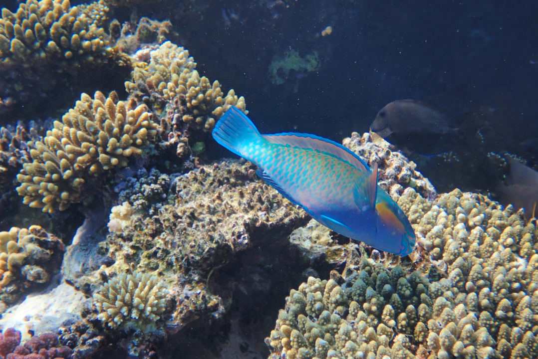 Strand Pickalbatros Citadel Resort