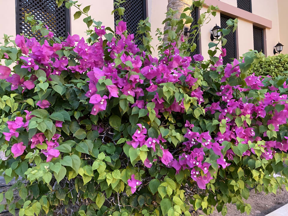 Gartenanlage Steigenberger Coraya Beach - Adults only