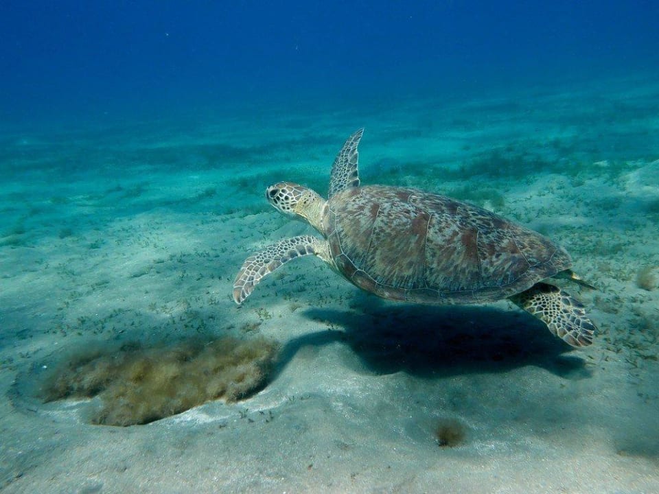 Meeresschildkröte Malikia Resort Abu Dabbab