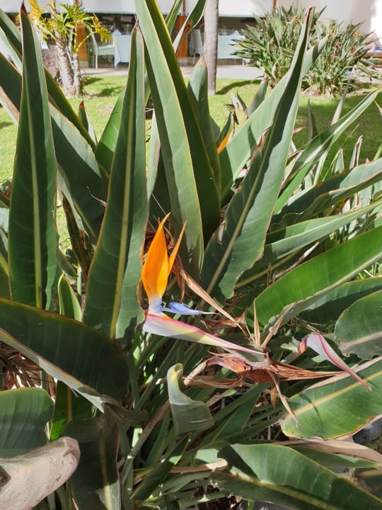 Gartenanlage Hipotels Natura Palace