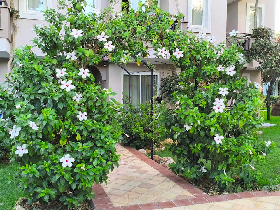 Gartenanlage Club Dizalya