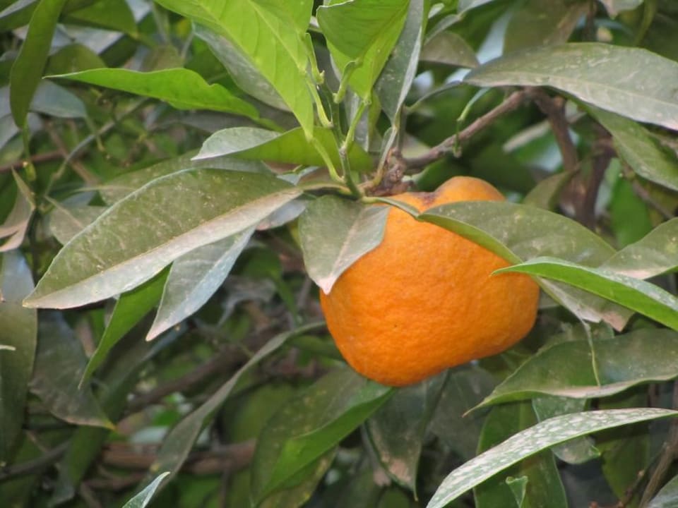 Pomarańcza za oknem Zaki Suites Hotel & Spa