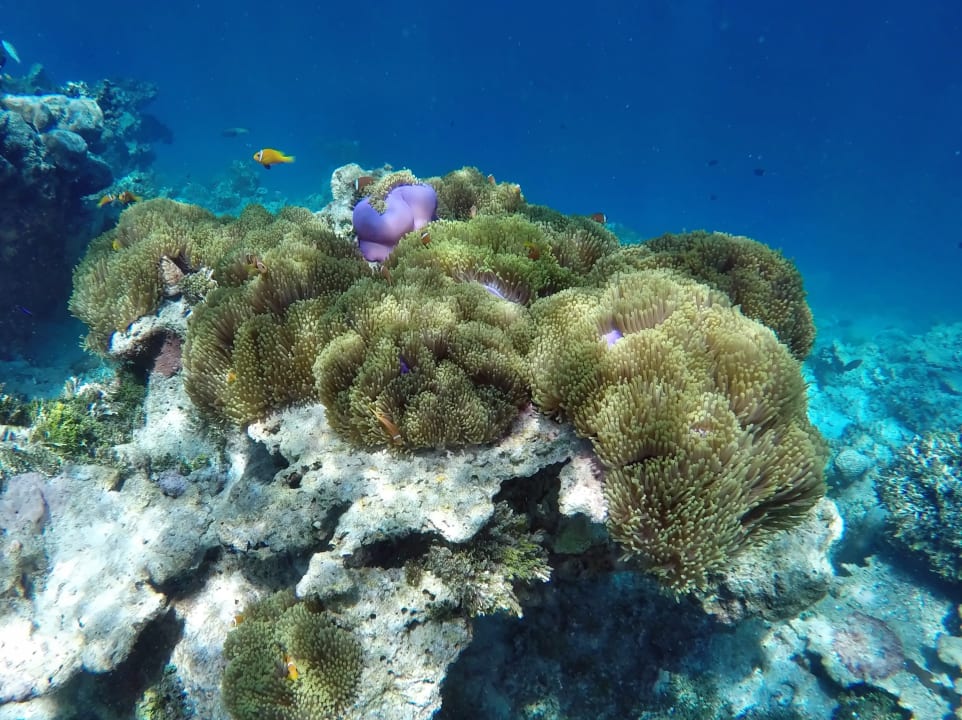 Riesen Anemonengarten NH Collection Maldives Havodda Resort