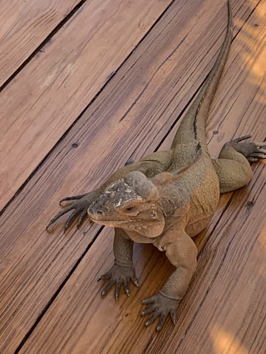 Gartenanlage Hotel Viva Dominicus Palace by Wyndham-All Inclusive Resort