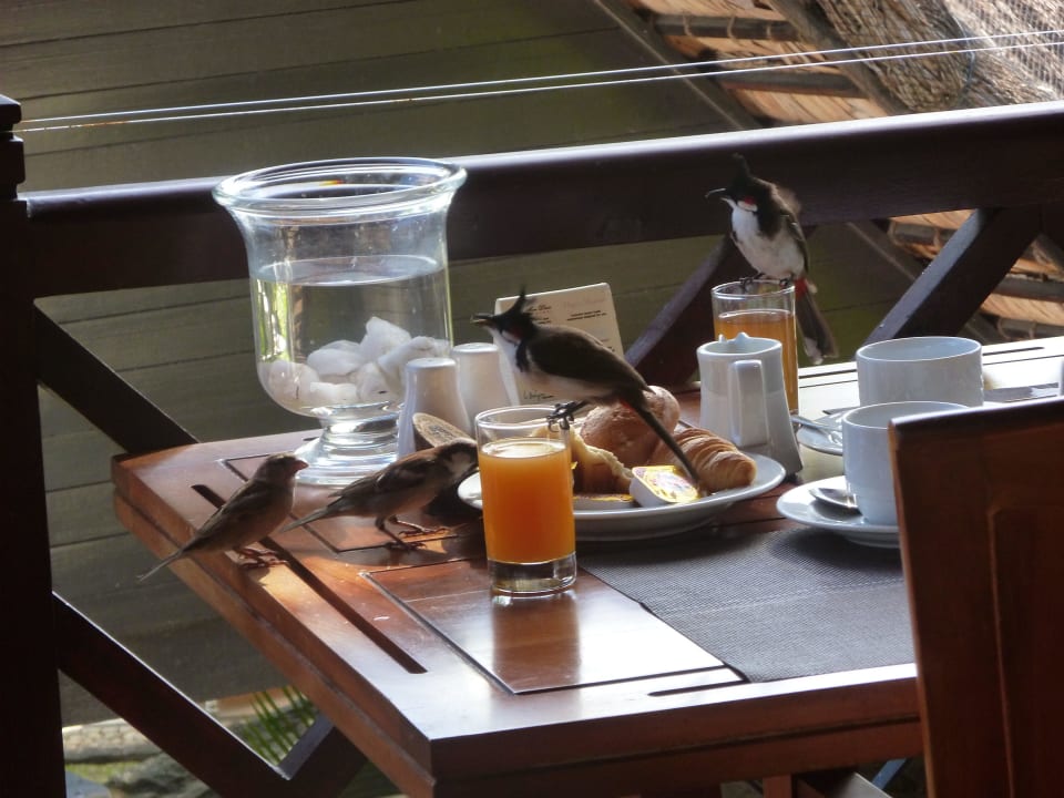 Wer Vögel mag beim Frühstück Maritim Resort & Spa Mauritius