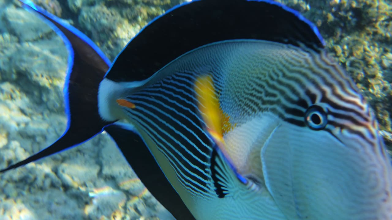 Sport & Freizeit Cleopatra Luxury Resort Makadi Bay