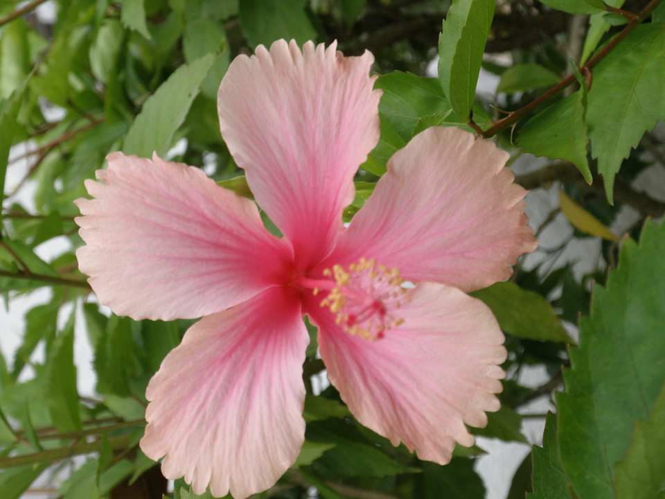 Hibiskus Grand Muthu Club Caribbean Runaway Bay