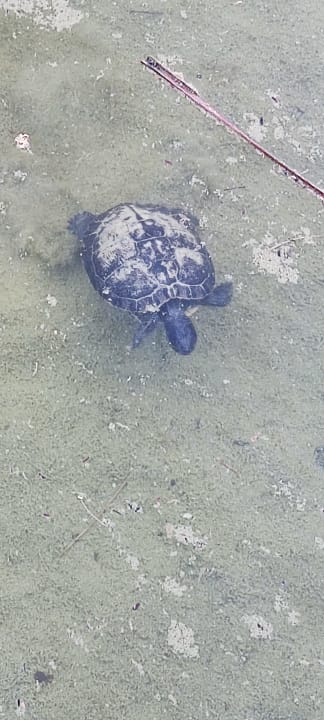 Gartenanlage Fuerte Costa Luz (Fuerte Conil-Resort)