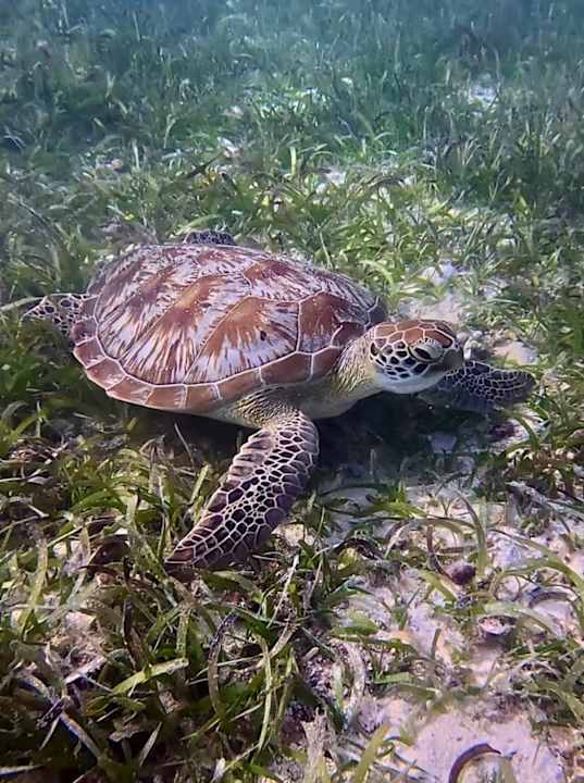 Strand Jawakara Islands Maldives