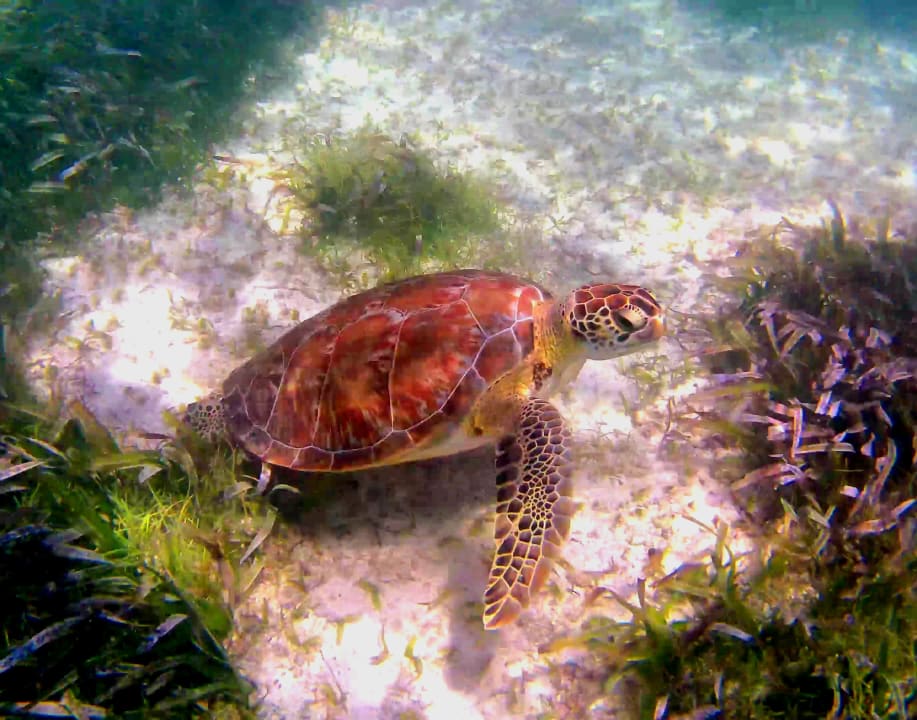 Strand Akumal Bay Beach & Wellness Resort