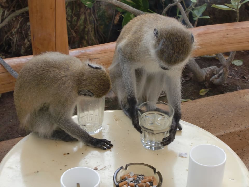 Alles wurde getrunken Travellers Beach Hotel & Club