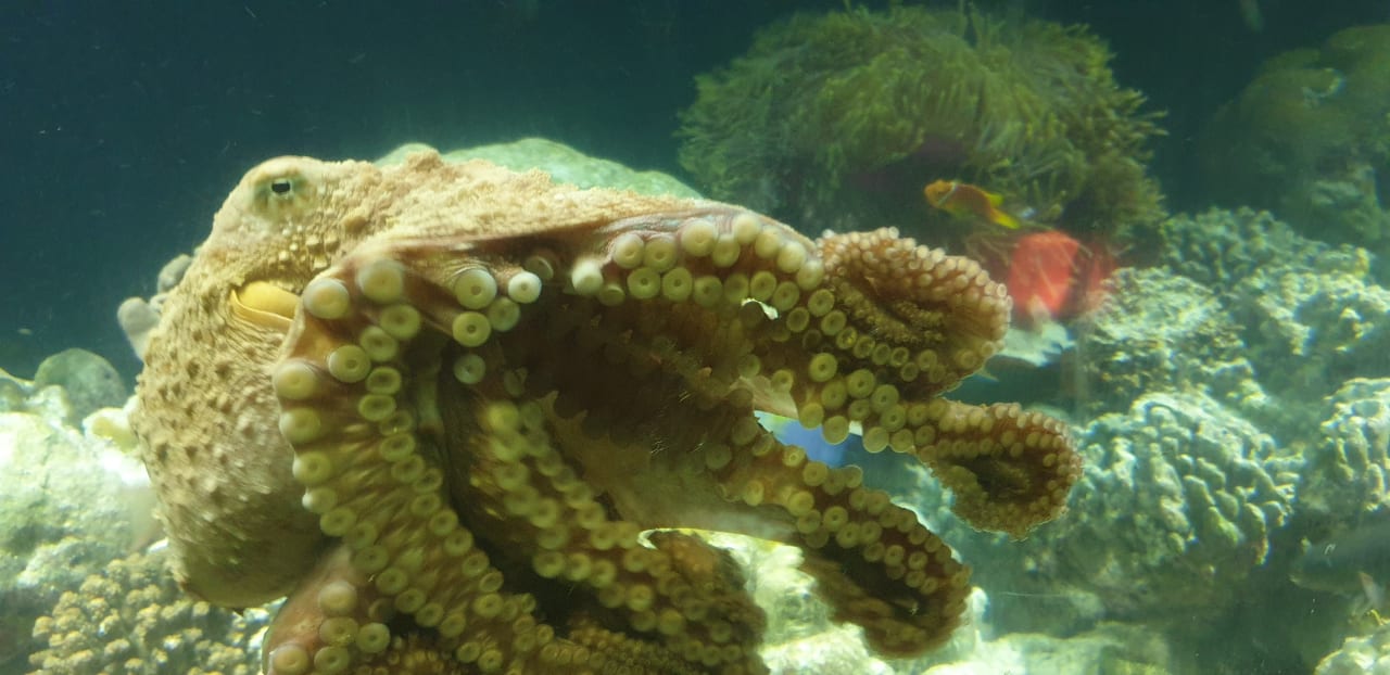 Gastro OZEN LIFE MAADHOO