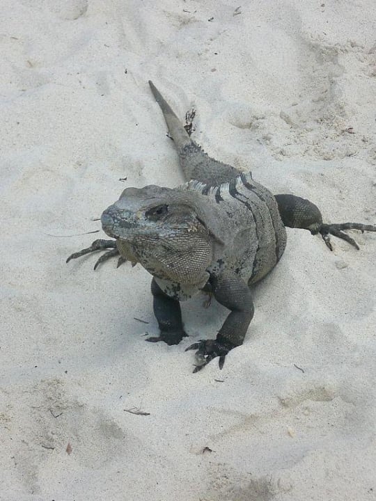 Leguan Hotel Riu Tequila