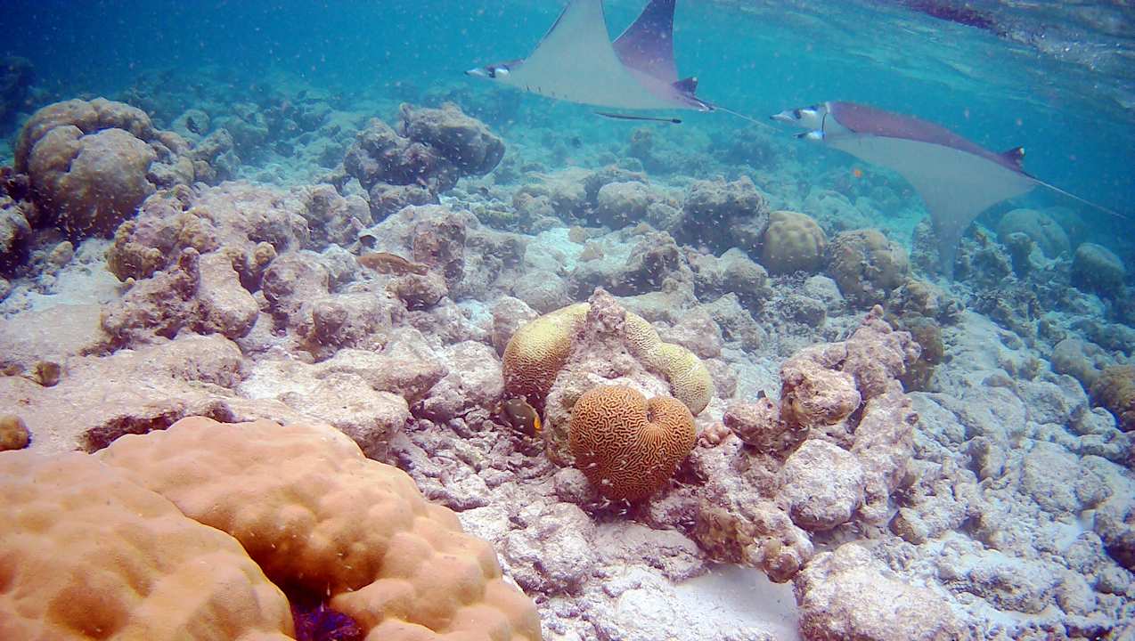 Sonstiges Vilamendhoo Island Resort & Spa