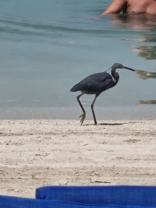 Strand Anantara The Palm Dubai Resort