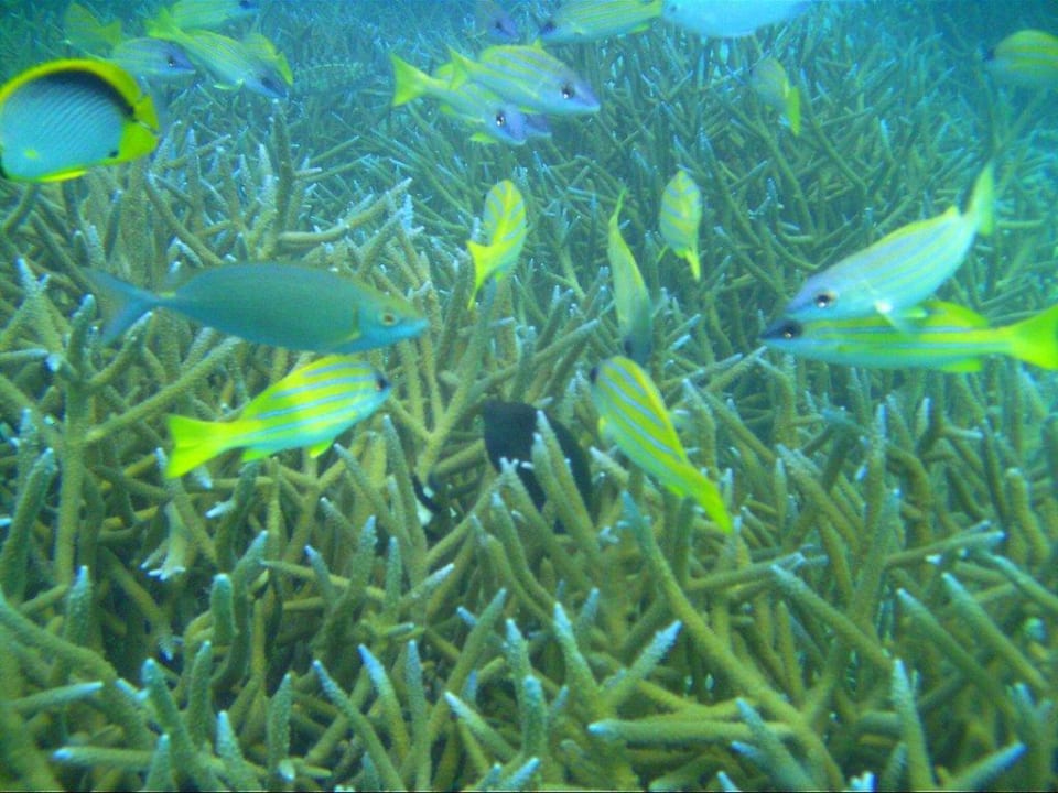 Korallen u fische,schnorcheln auf der südseite Villa Park Sun Island