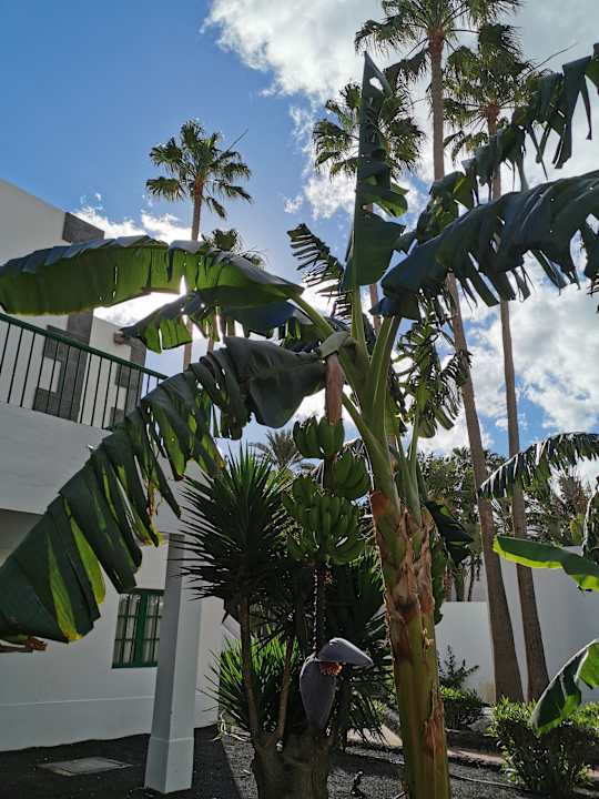 Gartenanlage Hotel Riu Paraiso Lanzarote