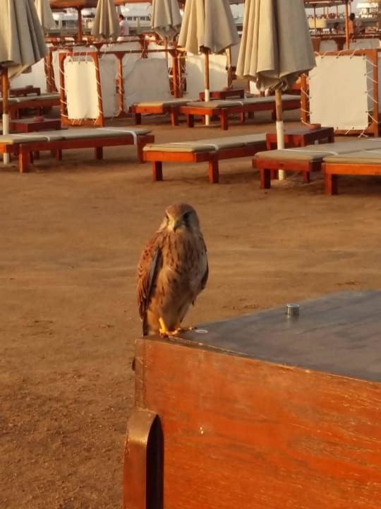 Steigenberger Aqua Magic Steigenberger Aqua Magic