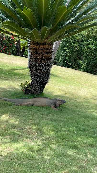 Gartenanlage Hotel Viva Dominicus Palace by Wyndham-All Inclusive Resort