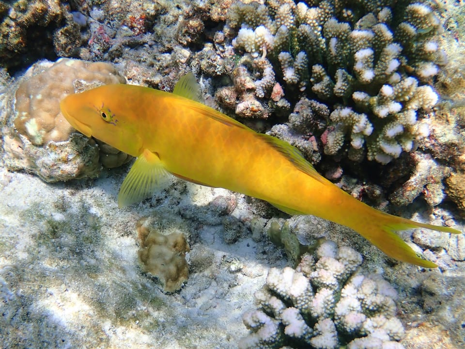 Sport & Freizeit Filitheyo Island Resort