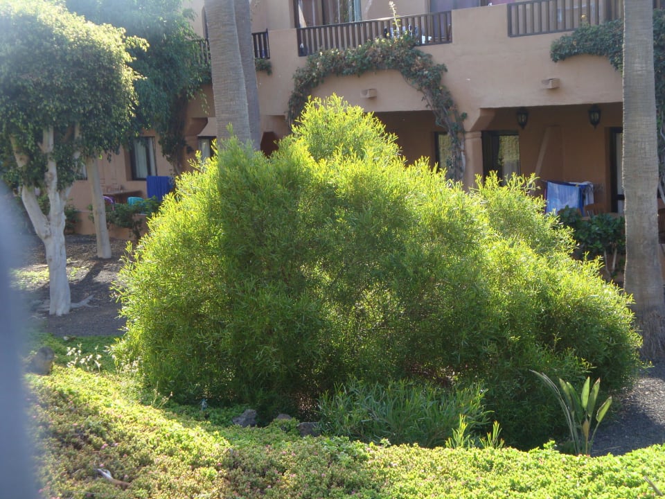 Garten Hotel Oasis Dunas